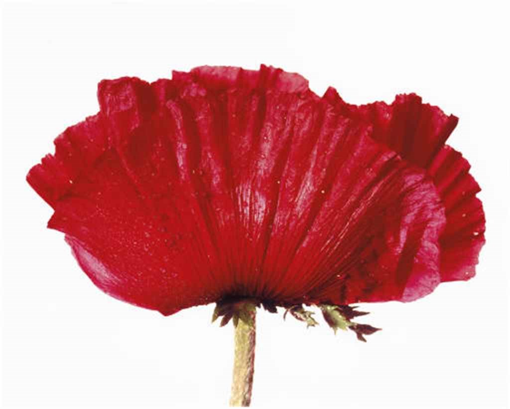 IRVING PENN (B. 1917)