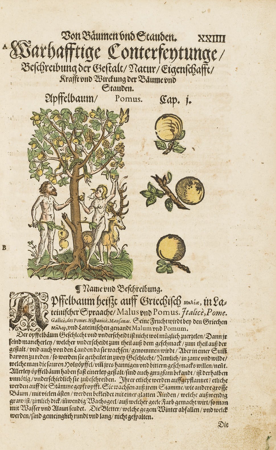 LONITZER, Adam (1528-1586). Kreuterbuch, Künstliche Counterfeytunge der Bäume, Stauden, Hecken, Kreuter, Getreyde, Gewürtze... Francfort: Christian Egenolff, 1577.
