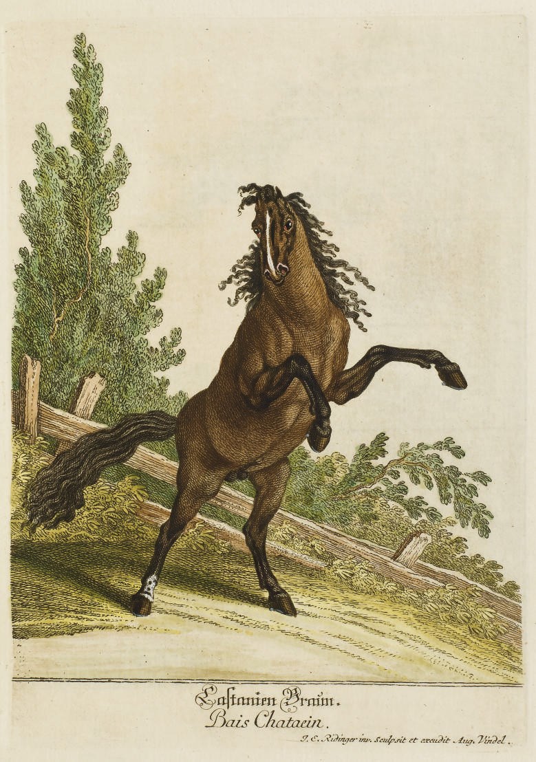 RIDINGER, Jean-Élie (1695?-1767). Description du Cheval, selon ses Poils principaux, & leurs diverses Divisions, sa Complexion, & les Qualités qui en résultent. S.l.: s.n., s.d. [ca. 1766].