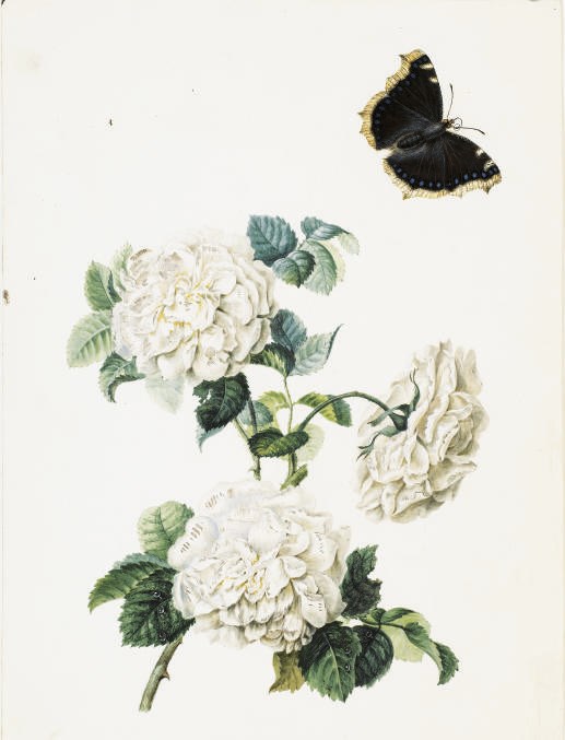 ENTOURAGE DE PIERRE-JOSEPH REDOUTE (1759-1840)