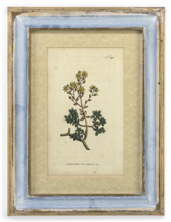 A SET OF SIX HAND COLOURED ENGRAVINGS OF BOTANICAL STUDIES