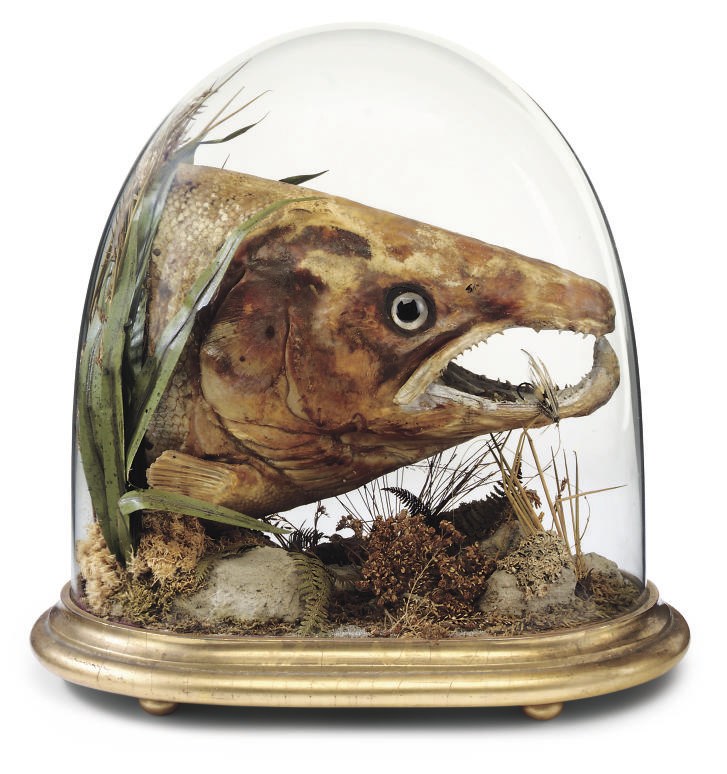 A VICTORIAN SALMON HEAD IN A GLAZED CASE