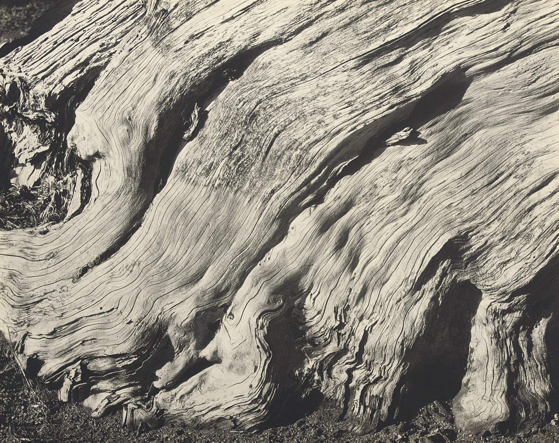 EDWARD WESTON (1886-1958)