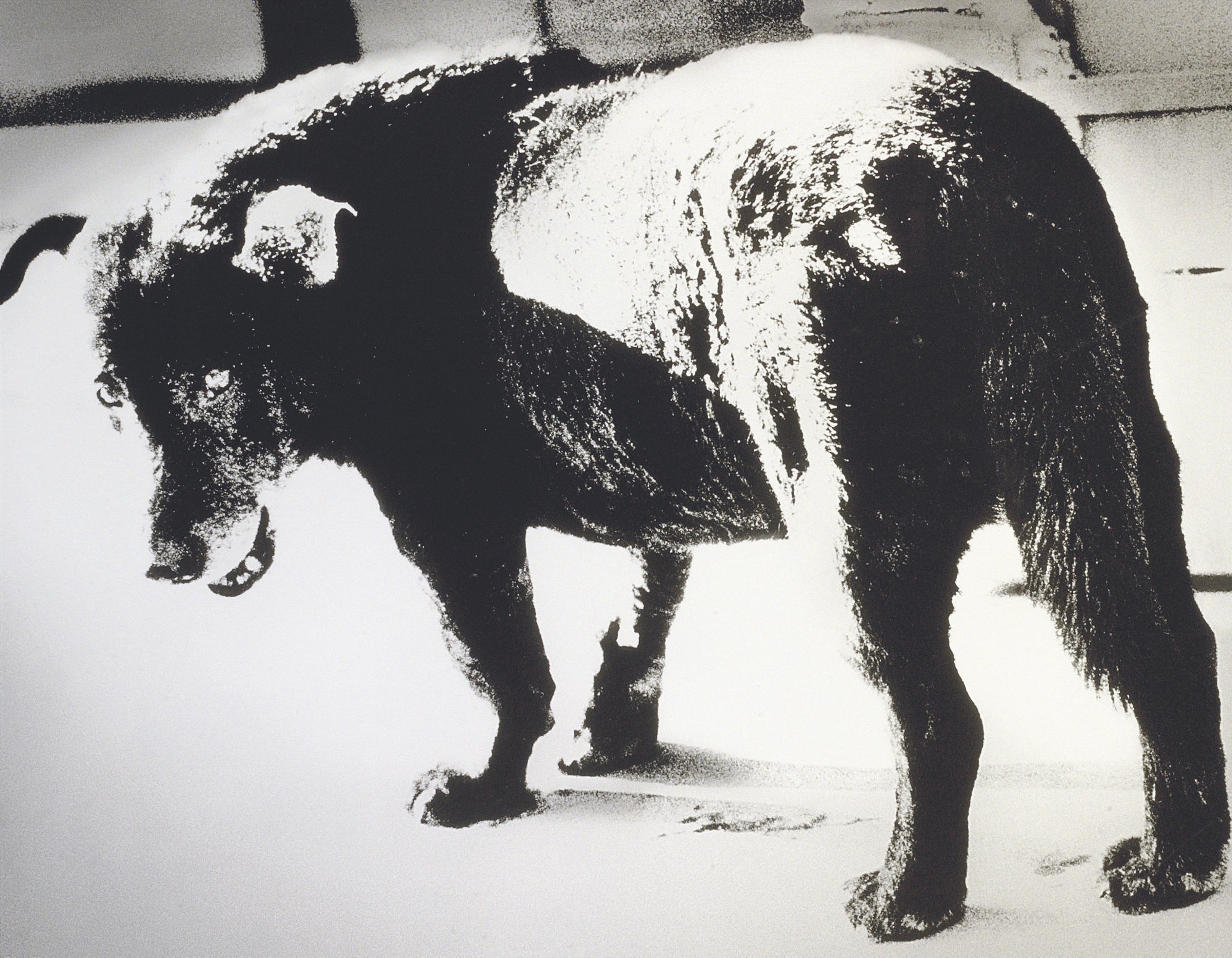 MORIYAMA DAIDO (b.1938)