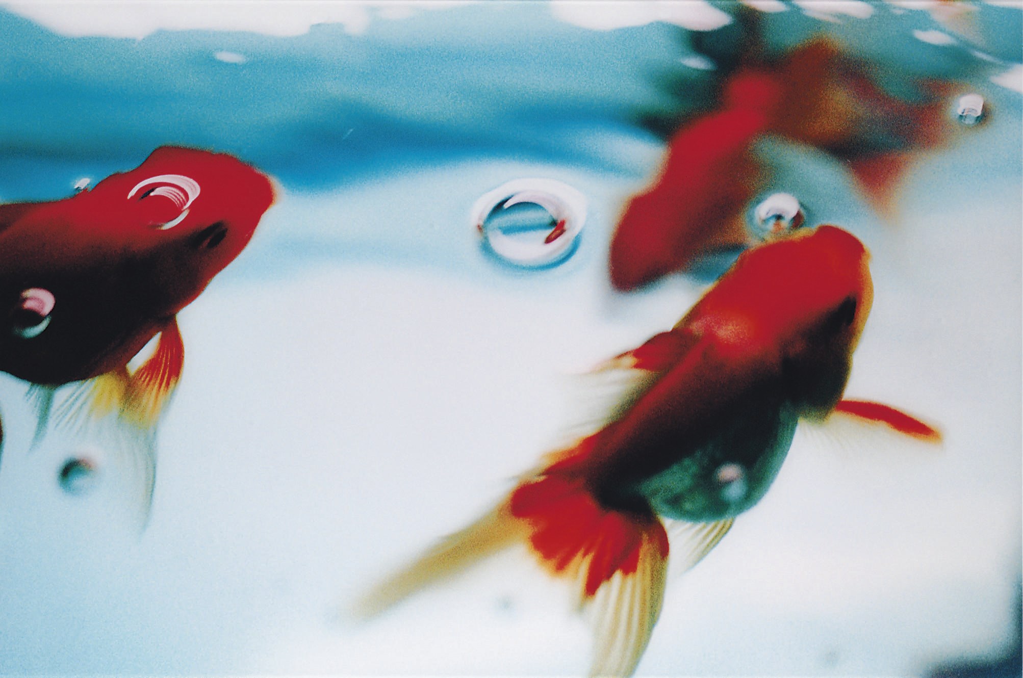 NINAGAWA MIKA (b.1972)