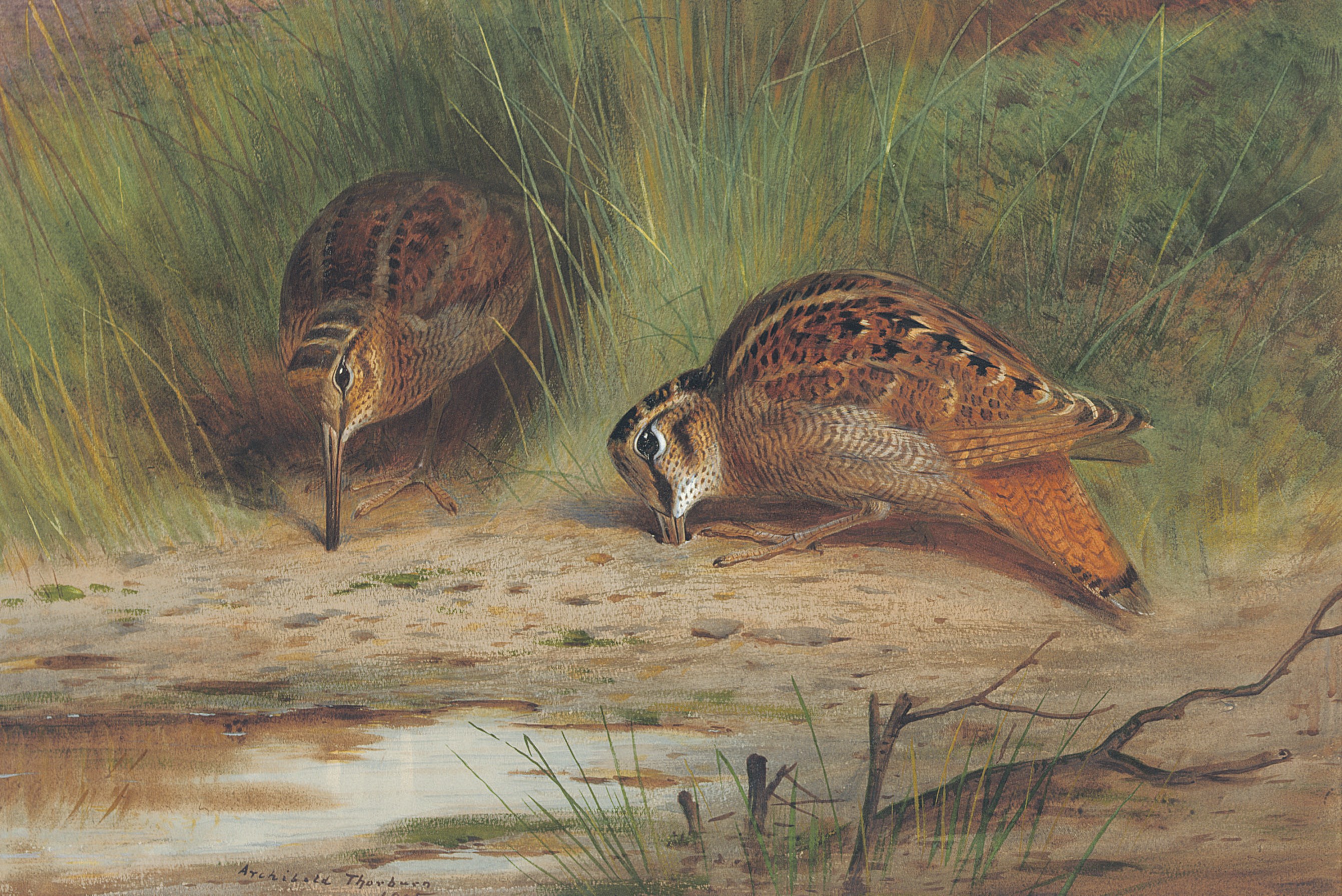 Archibald Thorburn (1860-1935)