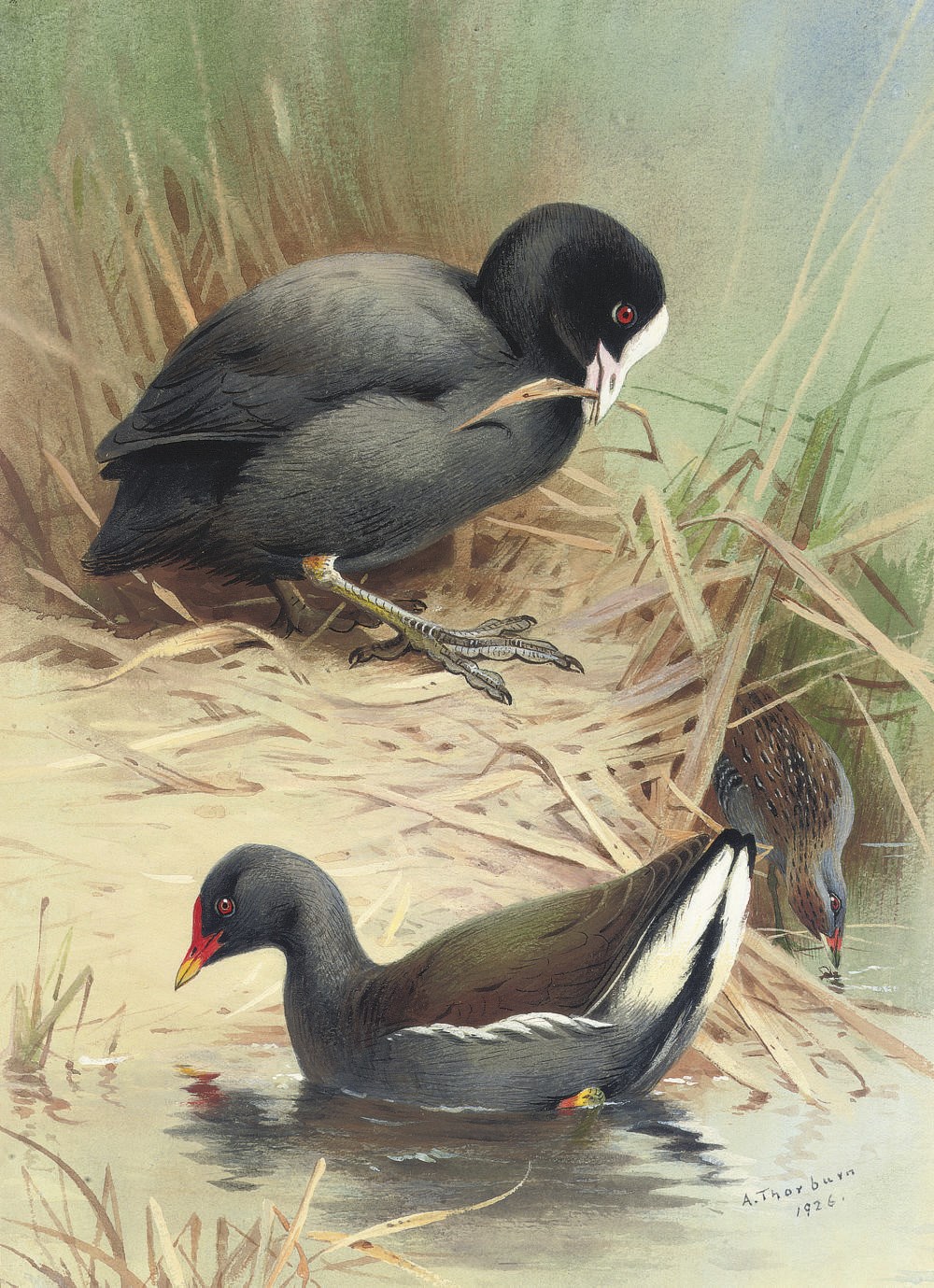 Archibald Thorburn (1860-1935)