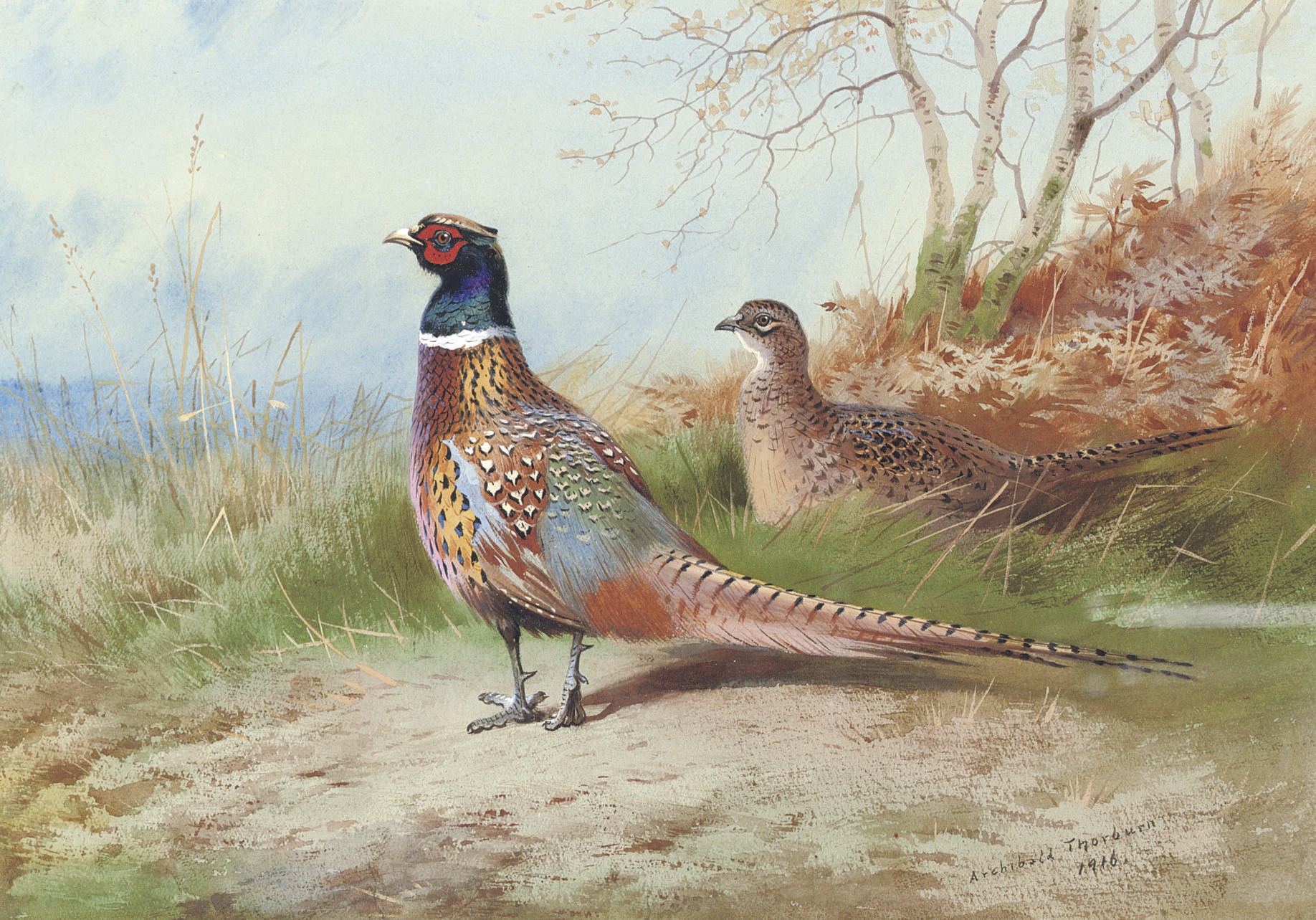 Archibald Thorburn (1860-1935)