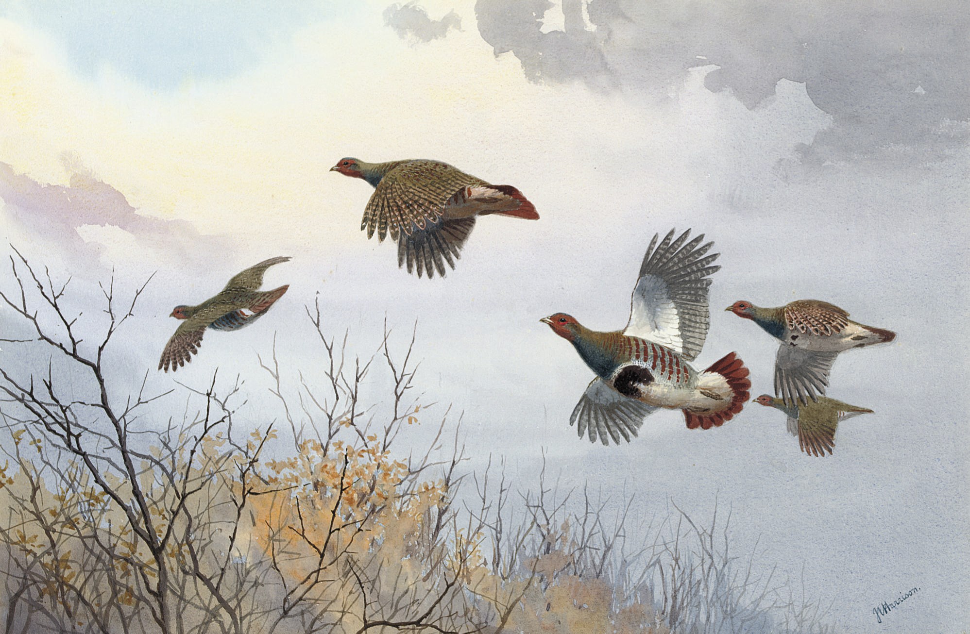 John Cyril Harrison (1898-1985)