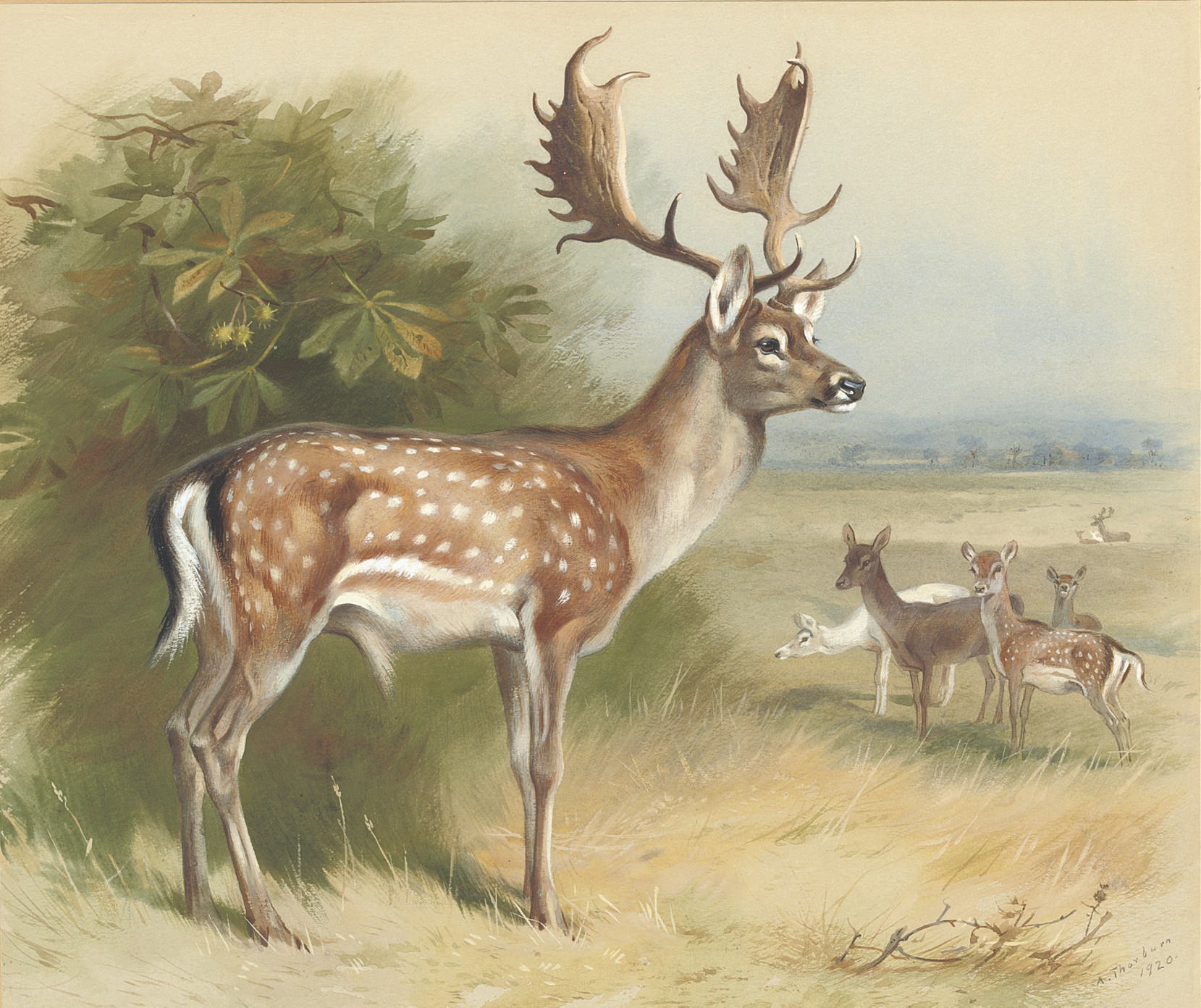 Archibald Thorburn (1860-1935)