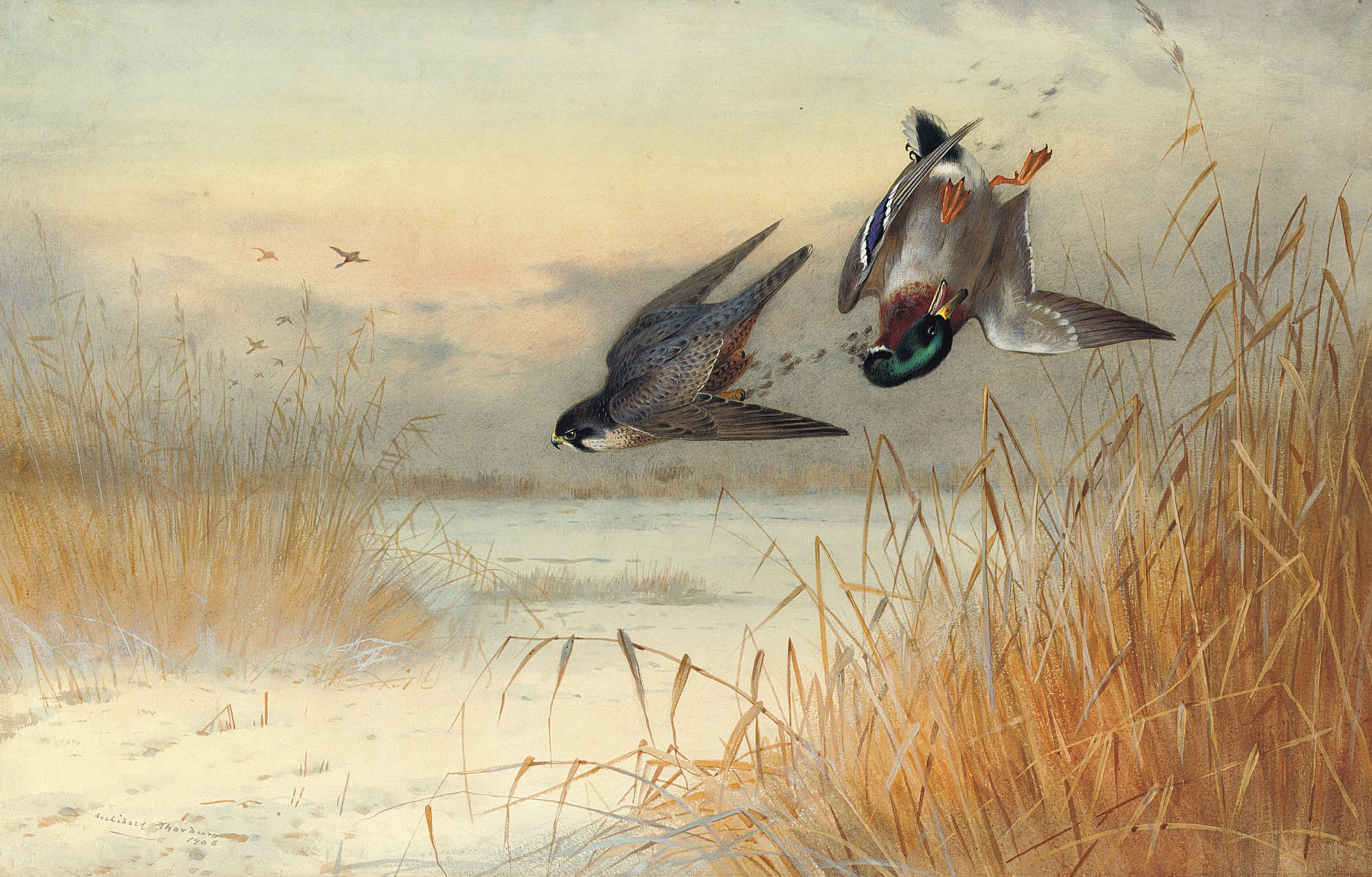 Archibald Thorburn (1860-1935)