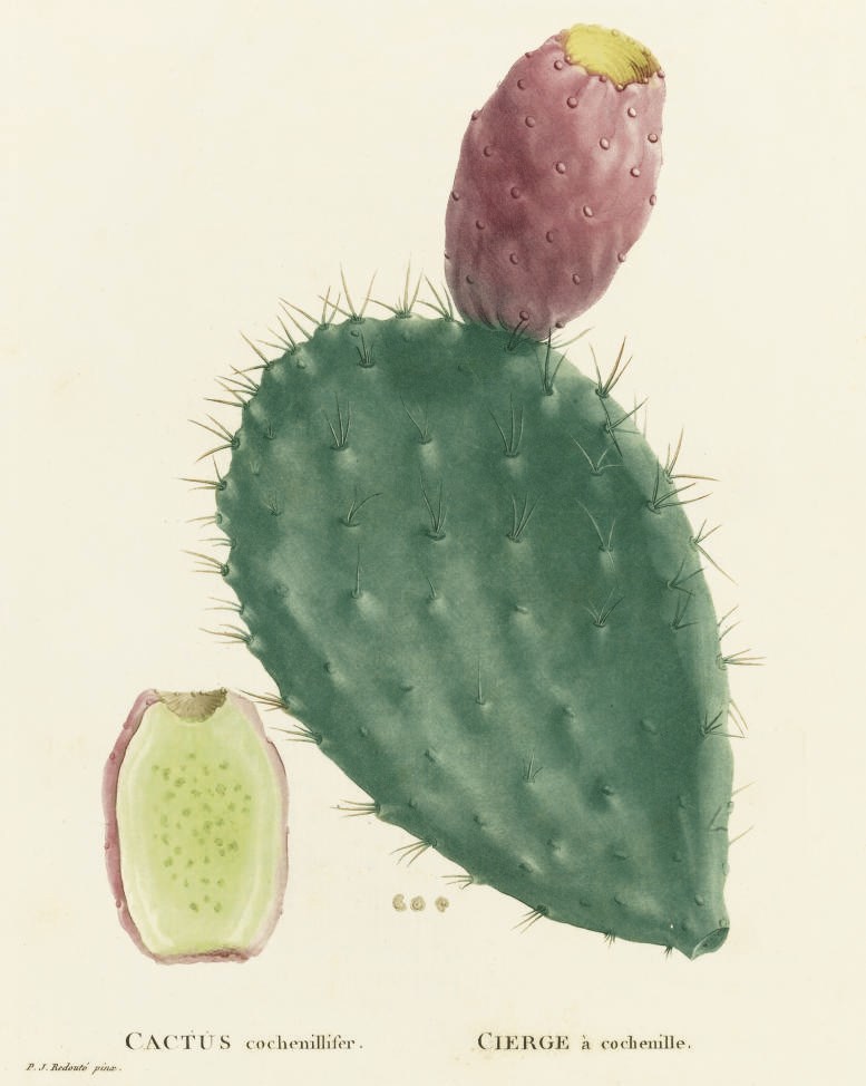 CANDOLLE, Augustin Pyramus de, (1778-1841).  Plantarum succulentarum historia, ou Histoire naturelle des plantes. Paris: Pierre Didot L'Ainé, 1799-[1805] Parts 1-24 in 3 volumes, 2° (505 x 322 mm). 139 hand-finished colour printed engraved plates after Redouté only (variable light spotting throughout). Recent quarter leather over cloth-covered boards, spines with raised bands in six compartments, lettered in second & numbered in fourth compartments (a little light wear to headcaps). Provenance: Edmund Giles Loder; H.C. Drayton (bookplates).