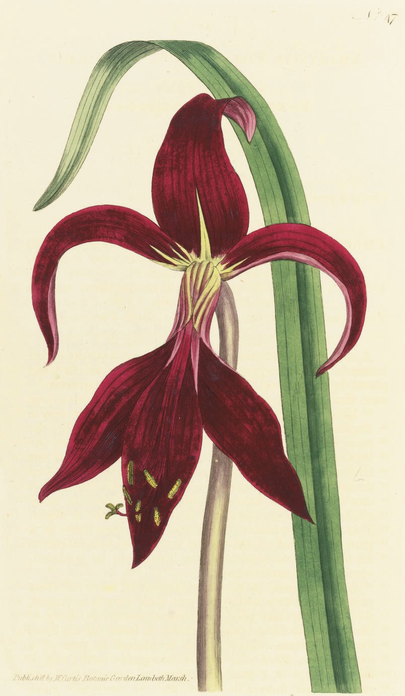 CURTIS, William (1746-1799) and others.  The Botanical Magazine; or Flower Garden Displayed. London: 1790-1788-1815. Volumes I - XLI, together with later indexes and a 20th-century run of the periodical. 8° (230 x 143mm). Aproximately 2,500 hand-coloured engraved plates, many folding (occasional variable very light spotting, offsetting and browning). First 41 vols. bound in contemporary calf, flat spines ruled in gilt, leather spines labels (rebacked, preserving original spines, worn and cracked but sound), the 20th-century run bound in modern black half morocco.