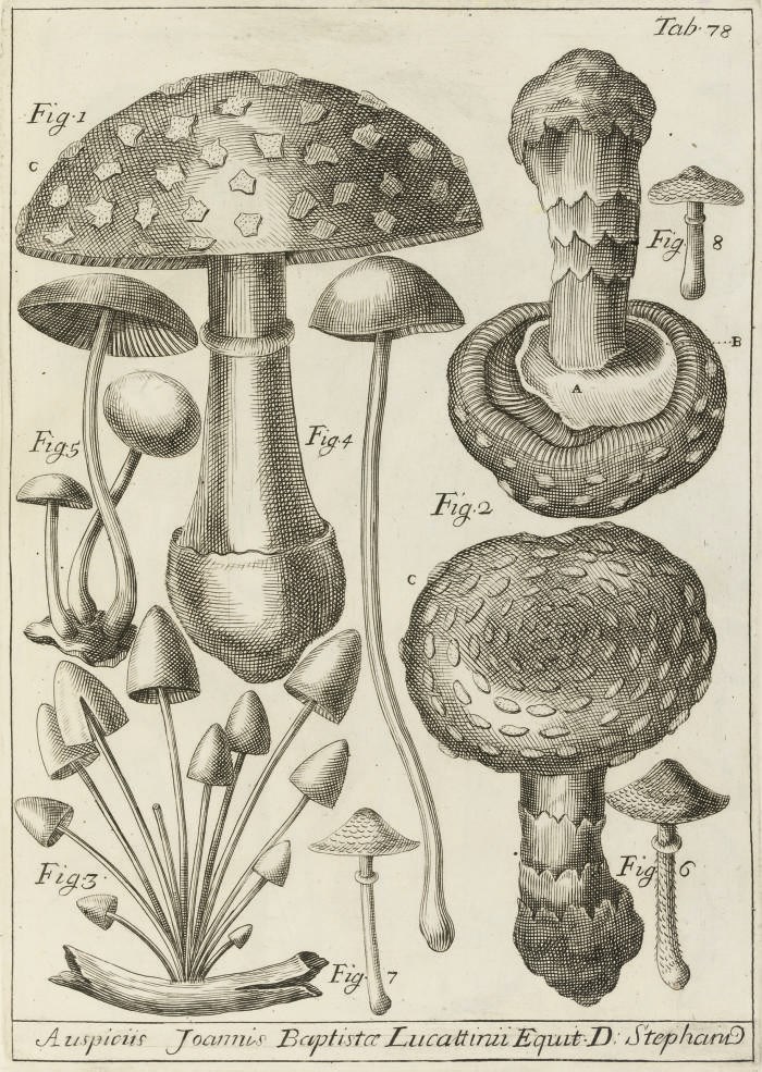 MICHELI, Pier Antonio (1679-1737).  Nova plantarum genera iuxta Tournefortii methodum disposita quibus plantae MDCCCC recensentur. Florence: Bernardo Paperini, 1729. 4° (338 x 230mm). Title printed in red and black with engraved vignette, 108 engraved plates, engraved and woodcut initials, head- and tail-pieces. Contemporary vellum, spine with raised bands in 6 compartments, lettered in ink in second (joints and edges rubbed, repair to head and tail of spine wrapping onto boards). LARGE PAPER COPY OF THE ONLY PUBLISHED WORK OF THE DIRECTOR OF GARDENS IN FLORENCE. Hunt 480; Nissen BBI 1363; Pritzel 6202. With another botanical book.	 (2)