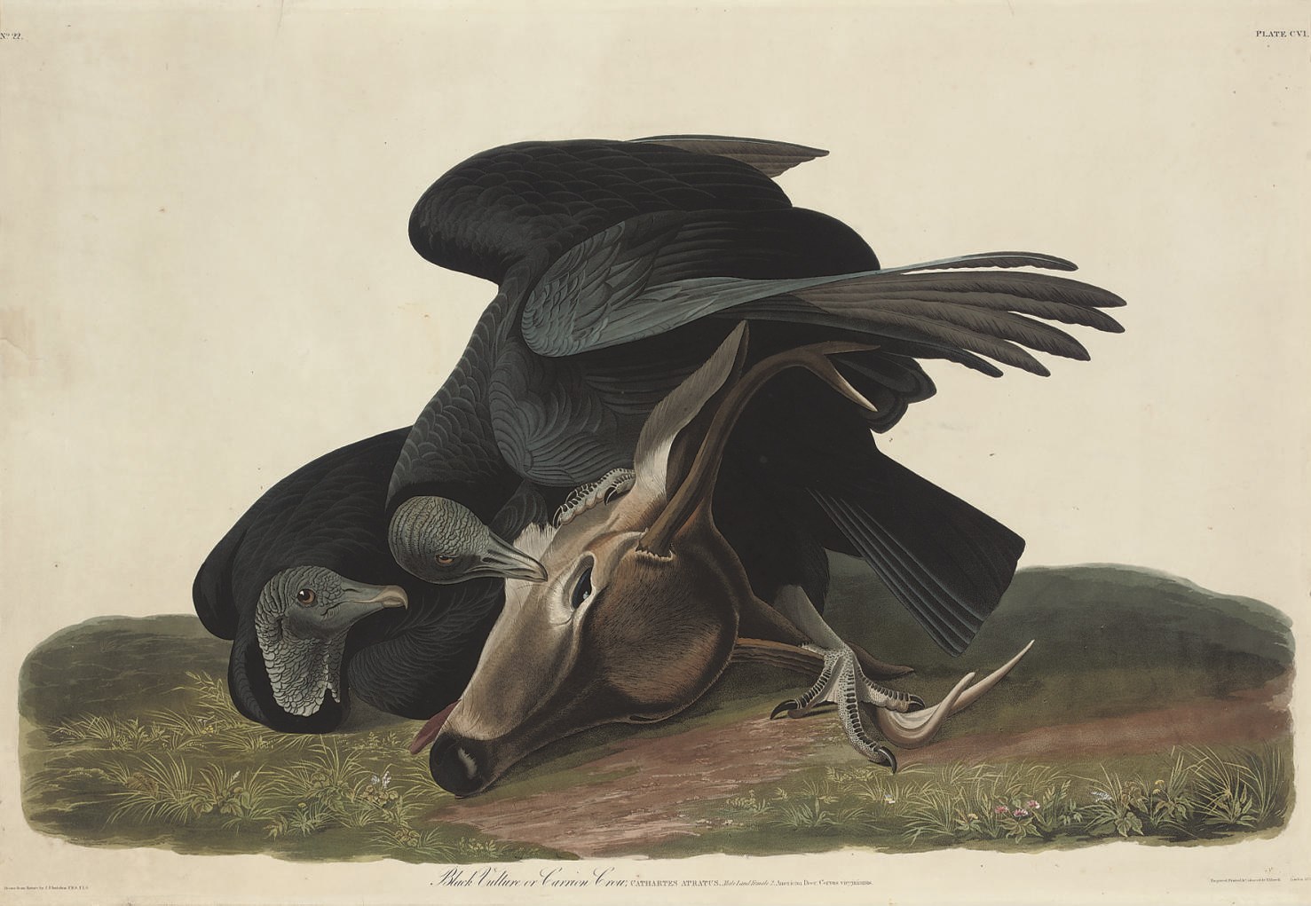 After John James Audubon