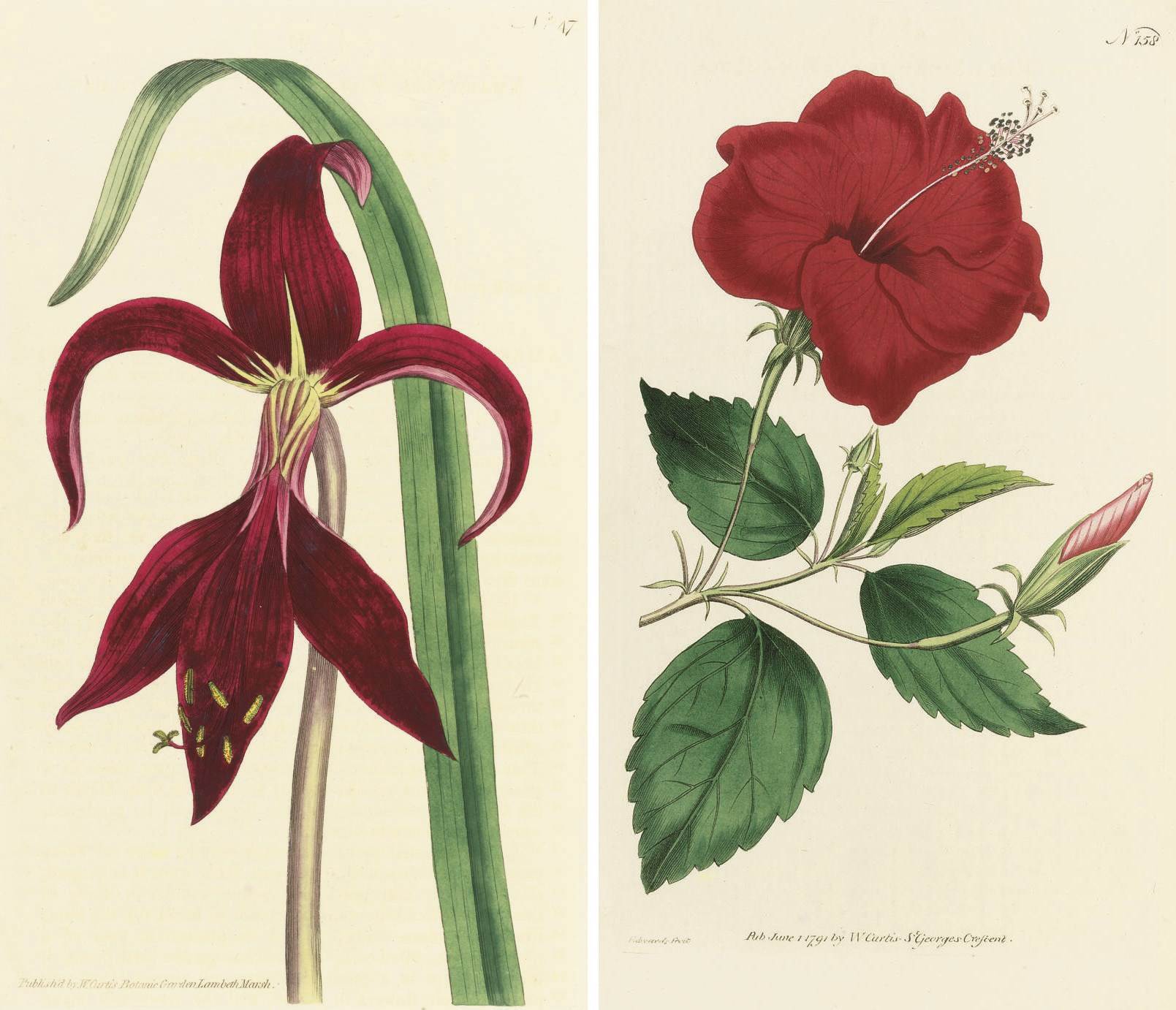 CURTIS, William (1746-1799) and others.  The Botanical Magazine; or, Flower Garden displayed. London: Sherwood, Neely, & Jones, 1793-1822. Volumes I-XX and XLIII, XLVIII-XLIX only, bound in 13 volumes, 8° (231 x 142mm). 1,041 engraved plates, all but one hand-coloured, including 33 folding (some spotting or browning, some offsetting). Contemporary half morocco (spines a little faded, rubbed). Hunt 689; Nissen BBI 2350. Sold as a collection of plates, not subject to return.	 (13)