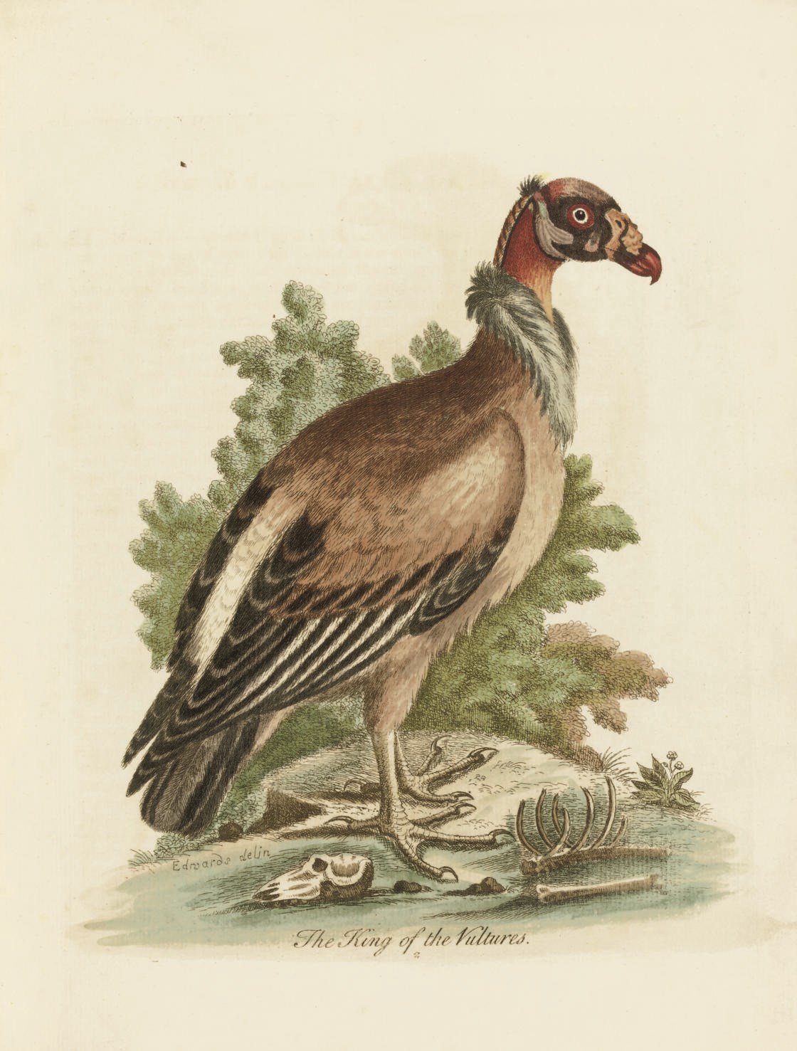 EDWARDS, George (1694-1773).  A Natural History of Uncommon Birds, and of Some Other Rare and Undescribed Animals. London: the author, 1743-1747. 2 volumes only (of 4). Hand-coloured etched frontispiece, 105 hand-coloured etched plates only (of 210), and one etched plate of the 'Samoyed' in duplicate, by and after Edwards, the plates numbered in a contemporary hand, English and French general titles with engraved vignettes by Johann Sebastian Miller and letterpress part-titles, text in English and French, translated by David Durand. Woodcut head- and tailpieces and initials.