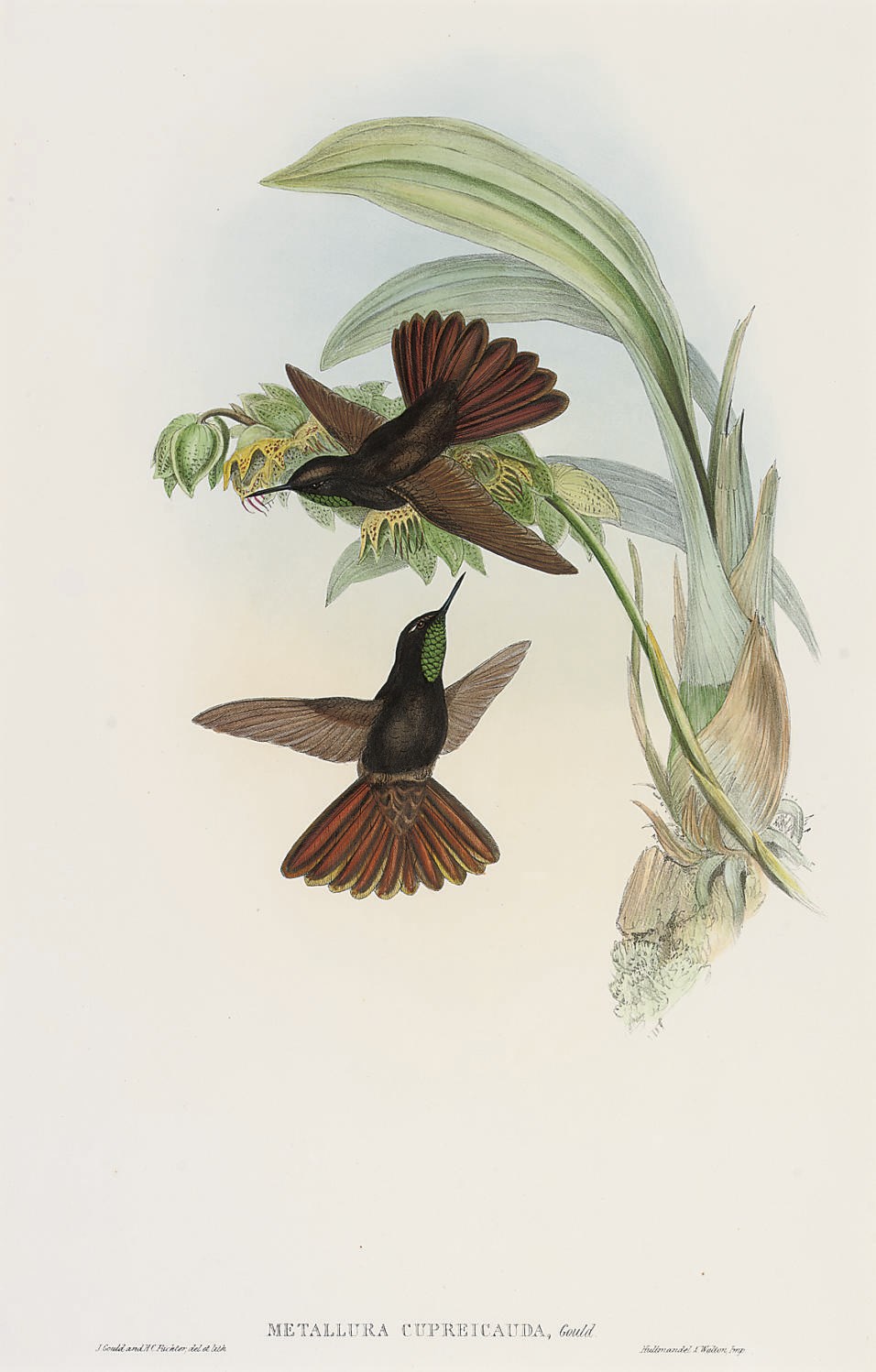 John Gould, F.R.S. (1804-1881)