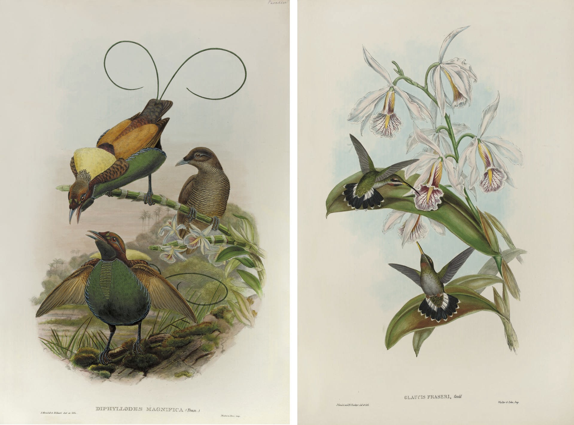GOULD, John (1804-81).  "A Collection of Hand Coloured Plates from John Gould's Ornithological Works in which Orchids have been used as background decoration.  Collected by Stanley Smith, 26, St. James's Place, London, S.W., November 1961." [London: Hullmandel & Walton (and others), c.1849-61]. 2° (552 x 380mm). Manuscript title and 101 fine hand-coloured lithographed plates by and after John Gould, H. C. Richter and William Hart. Modern green crushed morocco gilt by Henry Sotheran, gilt edges (extremities lightly rubbed).