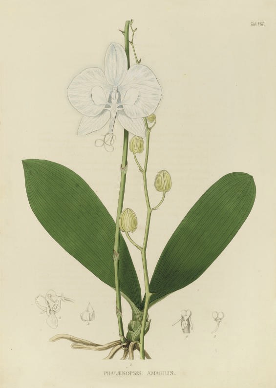 HORSFIELD, Thomas (1773-1859), John Joseph BENNETT (1801-1876) and Robert BROWN (1773-1858).  Plantae Javanicae rariores, descriptae iconibusque illustratae. London: Richard Taylor for W.H. Allen & Co., 1838-1852. 4 parts bound in one volume, 4° (360 x 262mm). Text in Latin and English, engraved double-page folding map of Java by J. and C. Walker after Horsfield with Horsfield's routes marked in red by hand, 47 hand-coloured engraved plates, 6 double-page, and 3 engraved plates, one double-page, by J. Curtis and E. Weddell after C. and J. Curtis, dedication, prospectus, second dedication dated 9 April 1852, and postscript (some variable, generally light spotting, browning and offsetting, plate XXIV trimmed touching image). Contemporary English half roan gilt over marbled boards, spine gilt in compartments and lettered in 2, gilt edges (a little rubbed and scuffed, spine faded and chipped at head,lower hinge split). Provenance: Bernard Quaritch, London (pencilled collation note).