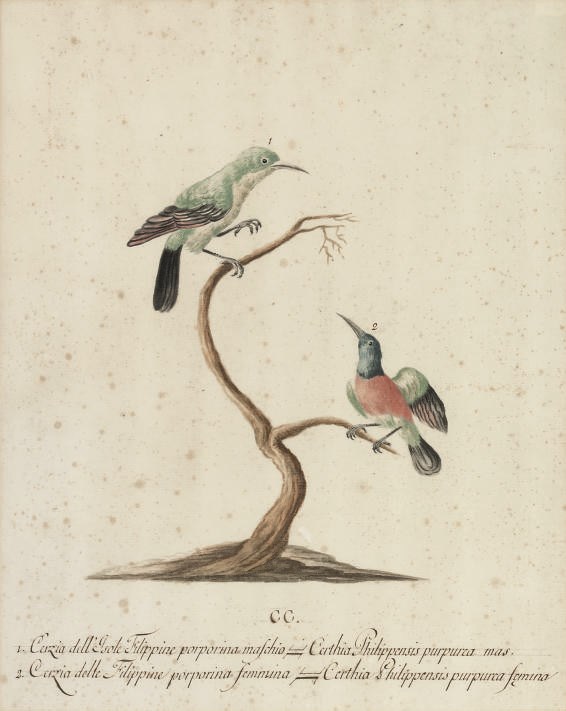 Italian School, 18th Century