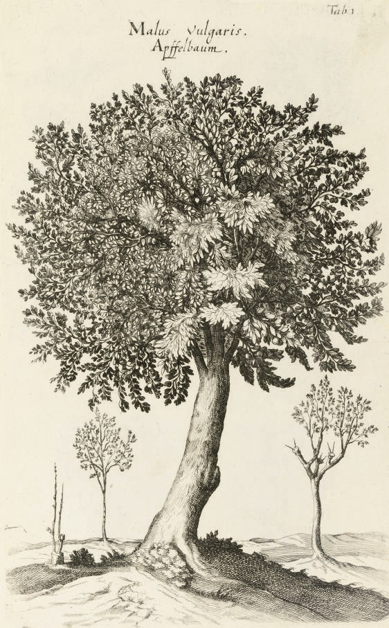 JONSTON, John (1603-75).  Historiae Naturalis de Arboribus et Plantis.  Libri X. Heilbronn: Franciscus Josephus Eckerbrecht, 1768-69. 3 volumes including volume of plates, 2° (328 x 212mm). Engraved allegorical frontispiece with duplicate frontispiece in plate vol., titles printed in red and black, printed in double column, 137 engraved plates by Melchior Küsell after Matthaeus Merian (some mainly marginal worming to duplicate frontispiece and first and last plate, occasional very light mainly marginal spotting). Contemporary sheep, spines gilt, blue edges (some worming to spines, extremities rubbed, some scuffing). Nissen BBI 1007; Stafleu-Cowan 3408.	 (3)