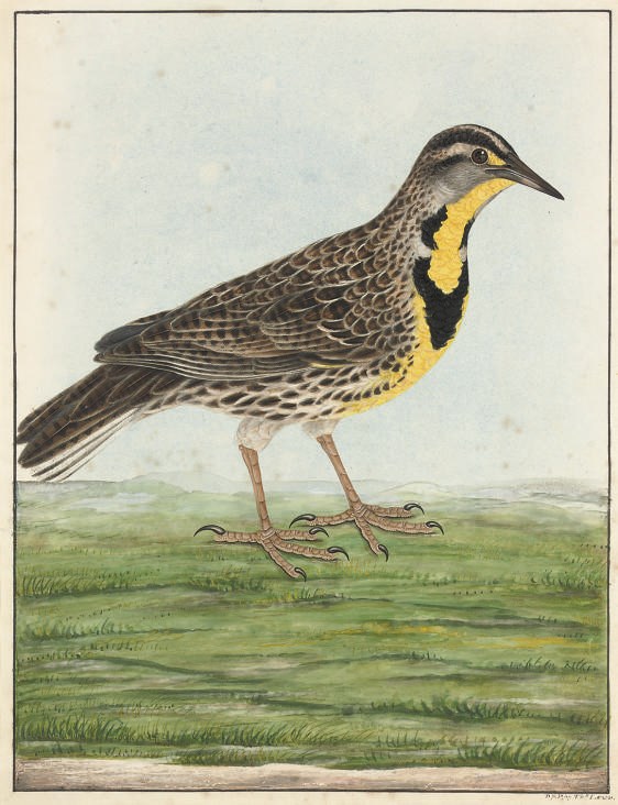 Thomas Lewin (B.1744)