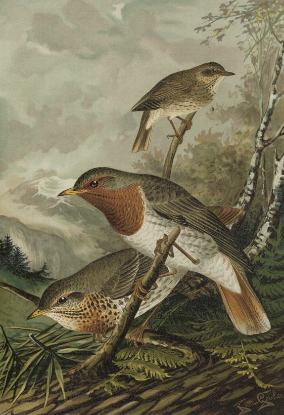 NAUMANN, Johann Andreas (1744-1826), and others.  Naturgeschichte der Vögel Mitteleuropas. Gera: Untermhaus, 1897-1905. 12 volumes, 2° (388 x 285mm). Chromolithographed plates of birds by Eugen Köhler after Keulemans, Geisler and others. Original cloth gilt (lightly rubbed and scuffed, some light soiling and staining). Anker 356; Nissen IVB 667.	 (12)