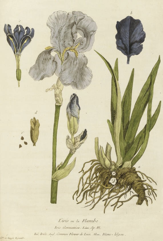 REGNAULT, Nicolas François (1746-1810) & Genevive de Nangis REGNAULT (b.1746).  La Botanique mise a la Portée de tout le Monde ou Collection des Plantes d' Usage dans la Medecine, dans les Alimens et dans les Arts. Paris: chez l' Auteur, [1770]-1774-[1780]. 3 volumes, 2° (457 x 320mm). 3 hand-coloured engraved titles within decorative floral borders, 397 hand-coloured engraved plates by or after the Regnaults only (of 472), folding "Table des noms des Plantes" at the end of vol. II (title page of vol. III trimmed and laid down, some mainly marginal staining and repairs but a few plates affected in vol. III, occasional light browning, spotting and staining). Contemporary speckled calf, spines gilt in compartments with red and black morocco lettering-pieces, red edges (vol. III rebound in later old-style calf and with darker red edges, corners of all vols. rubbed and bumped). Blunt & Stearn p.171; Brunet IV, 1186; Cleveland 517; Dunthorne 256; Sitwell Great Flower Books p.131; Nissen BBI 1600; Pritzel 7475; Stafleu & Cowan 8810.	 (3)