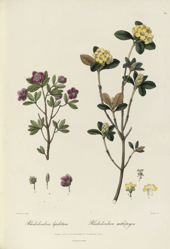 ROYLE, John Forbes (1799-1858).  Illustrations of the Botany and other branches of the natural history of the Himalayan Mountains, and of the Flora of Cashmere. London: William H. Allen and Co., 1839. 2 vols, 2° (370 x 265mm, and 360 x 262mm). Half-titles, vol. I mostly unopened, 2 hand-coloured lithographed frontispieces, 100 lithographed plates by M. Caucci after Vishnuperaud, J. de Carle Sowerby and others, all but three hand-coloured (occasional marginal dampstaining in the text vol., occasional light browning or spotting, a few plates shaved usually in the imprint, a few plates with small protruding sections folded-in by the binder, a very few short repaired tears, some light marginal browning to text vol.). Plates vol. in contemporary green straight-grain half morocco by Henington and Galabin, with ticket, spines gilt with arabesques, edges gilt (some scuffing to extremities); text vol. in modern quarter calf over linen boards, red and green gilt lettering pieces on the spine. Provenance: text: Wigan Free Public Library (blind-stamp); plates: C. Moore (contemporary inscription).

FIRST EDITION of this accomplished work on the botany of India. Surgeon, naturalist and botanist, and the son of a Captain in the service of the East India Company, Royle joined the medical staff of the Bengal Army in Calcutta in 1819. Combining his botanical interest with his medical and military duties, he became the superintendent of the garden at Saharunpore in 1823, employing others to produce a valuable collection of economic plants (DNB). Returning to England in 1831, he published the results of his researches in the present work, in which he encourages the introduction of cinchona plants into India. Royle's care and accuracy as a writer is complemented by the fine plates. Following the decline of Mughal patronage, skilled Indian artists such as Vishnupersaud were in the 19th-century commissioned by British writers to illustrate their books. In the Natural History field, both Royle and Roxburgh made use of such artists. BM(NH) IV, 1758; Great Flower Books, p.134; Nissen BBI 1690.	 (2)