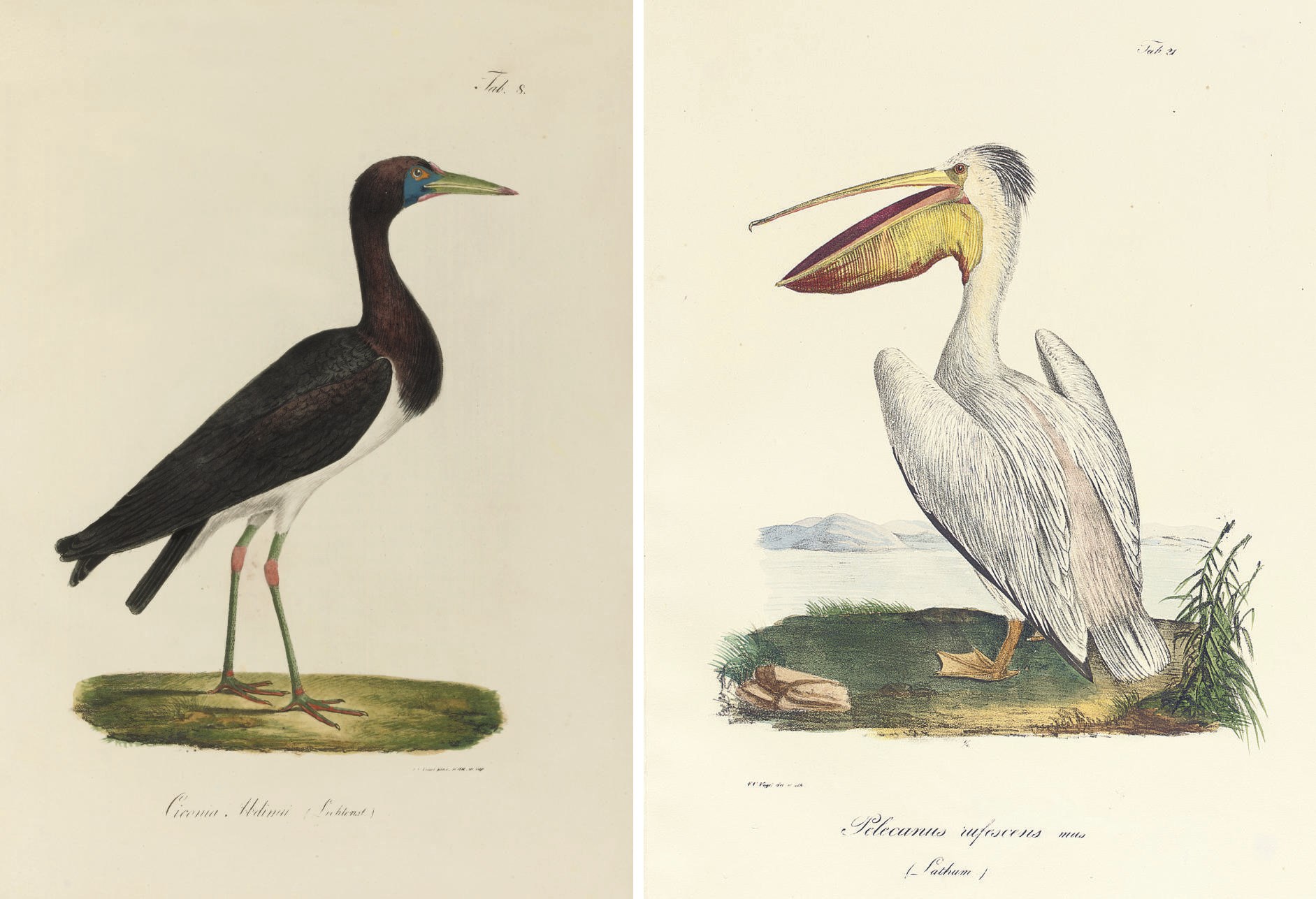 RUEPPELL, Eduard (1794-1884).  Atlas zu der Reise im nördlichen Afrika ... Zoologie [vol. one] Vögel [vol. II] Fisches des rothen Meers [vol. III]. Frankfurt: Heinrich Ludwig Brönner, 1826-28. 5 parts in 3 volumes [all published], 2° (369 x 272mm). 119 lithographed plates, all but 5 hand-coloured, one double-page (occasional light spotting and browning, a few text leaves creased or repaired at corners). Contemporary green half roan gilt (extremities rubbed, corners bumped). Nissen ZBI 3502.	 (3)