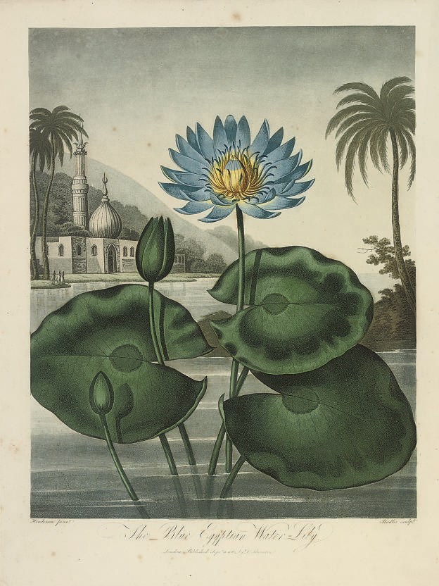 Dr Robert John Thornton, Publisher, (circa 1768-1837)