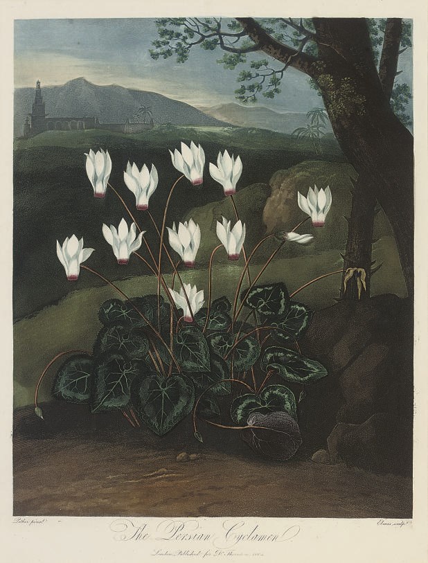 Dr Robert John Thornton, Publisher, (circa 1768-1837)