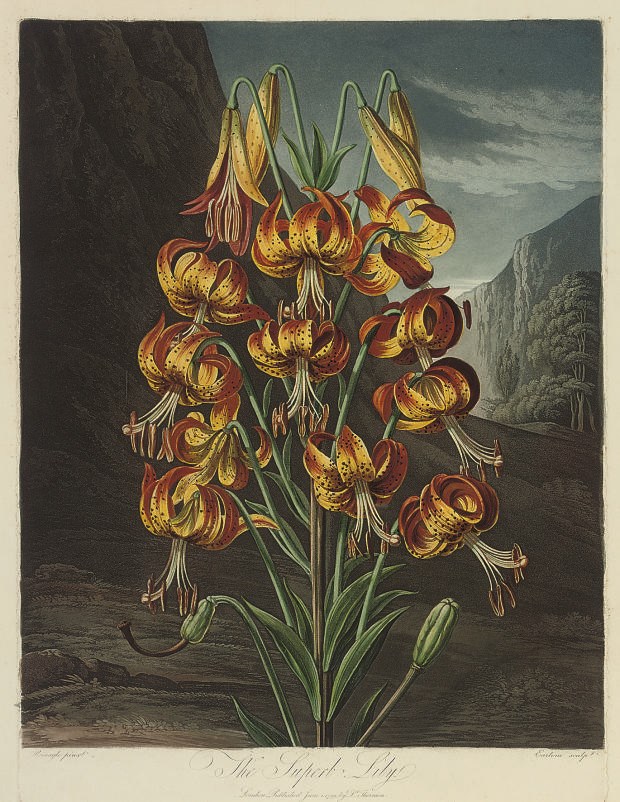 Dr Robert John Thornton, Publisher, (circa 1768-1837)