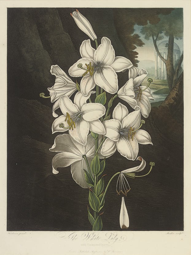 Dr Robert John Thornton, Publisher, (circa 1768-1837)