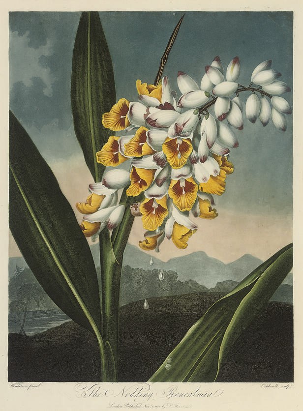 Dr Robert John Thornton, Publisher, (circa 1768-1837)