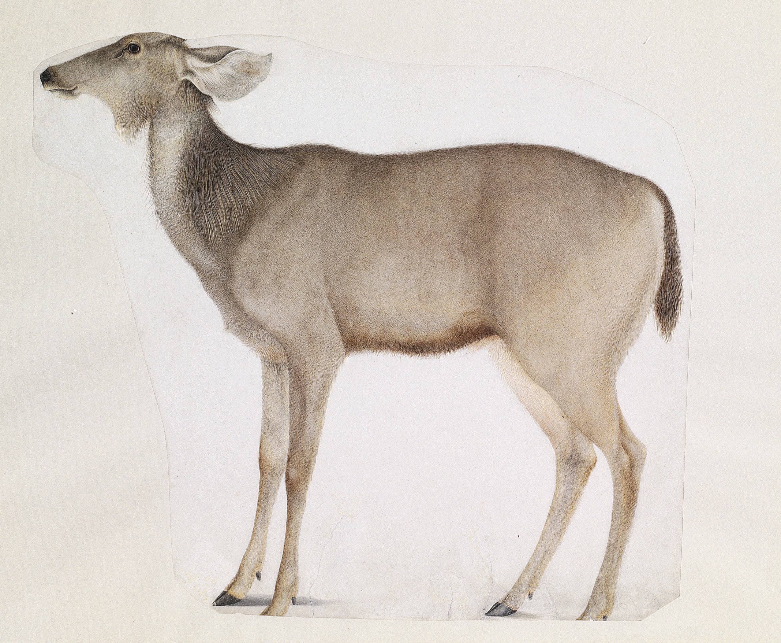 Circle of the Impey artists, circa 1780