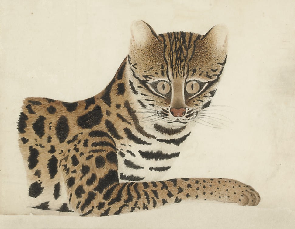 Calcutta artist, circa 1810