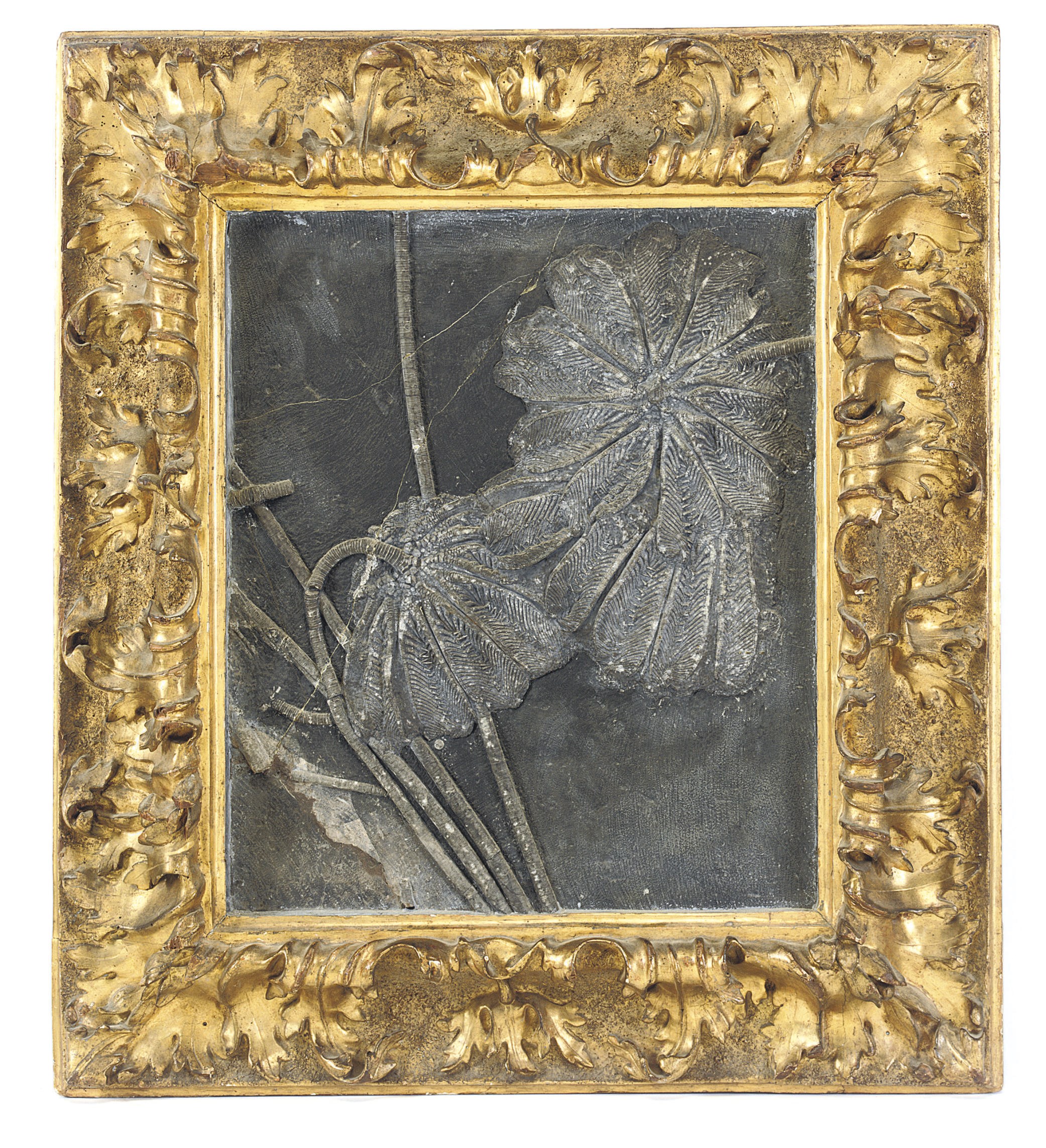 A PREHISTORIC FOSSILISED SPECIMEN OF A CRYNODENDRON IN AN ITALIAN CARVED AND GILDED FRAME