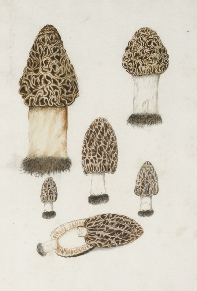 German School, 17th Century
