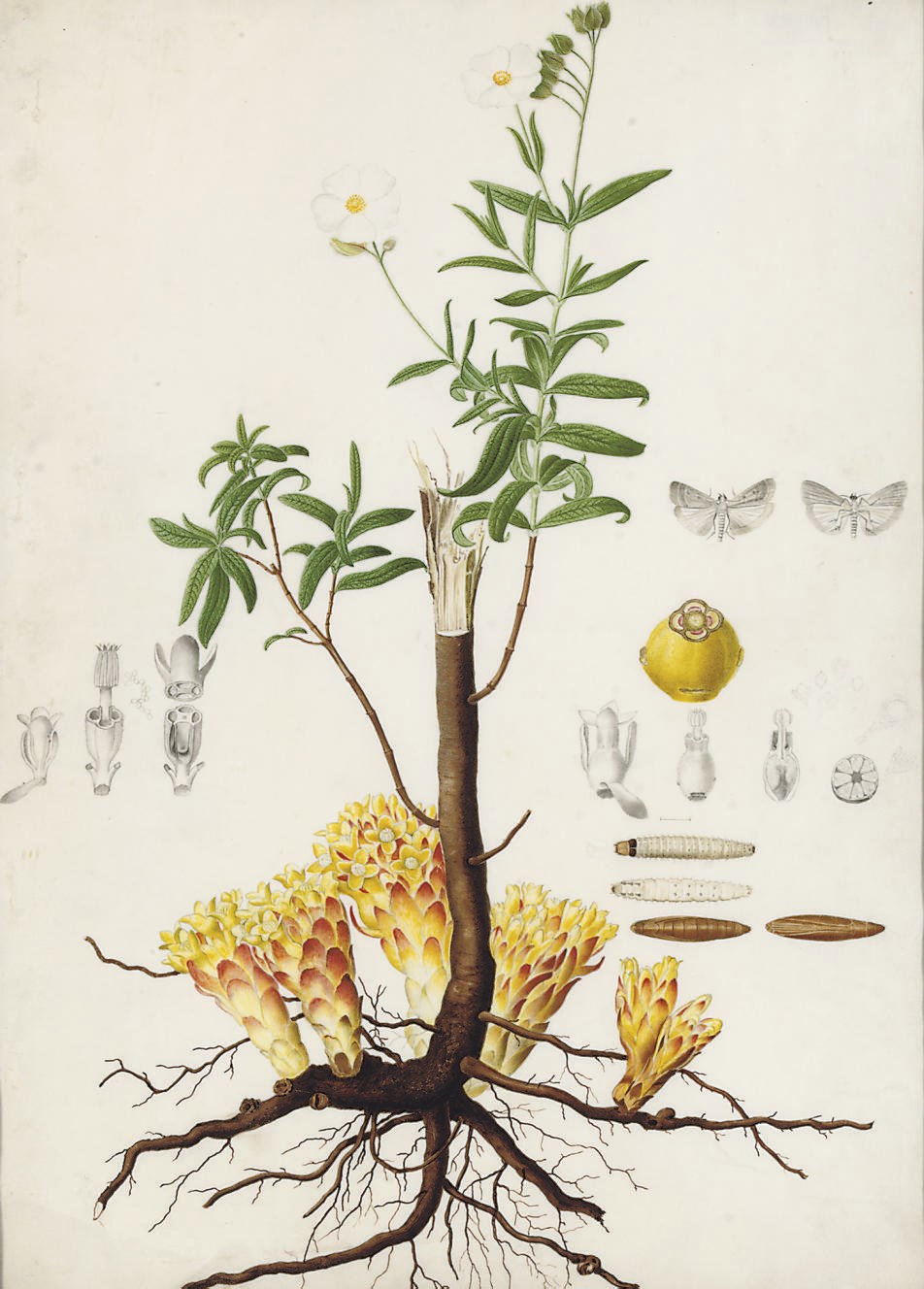 Pierre-Antoine Poiteau (Ambleny 1766-1854 Paris)