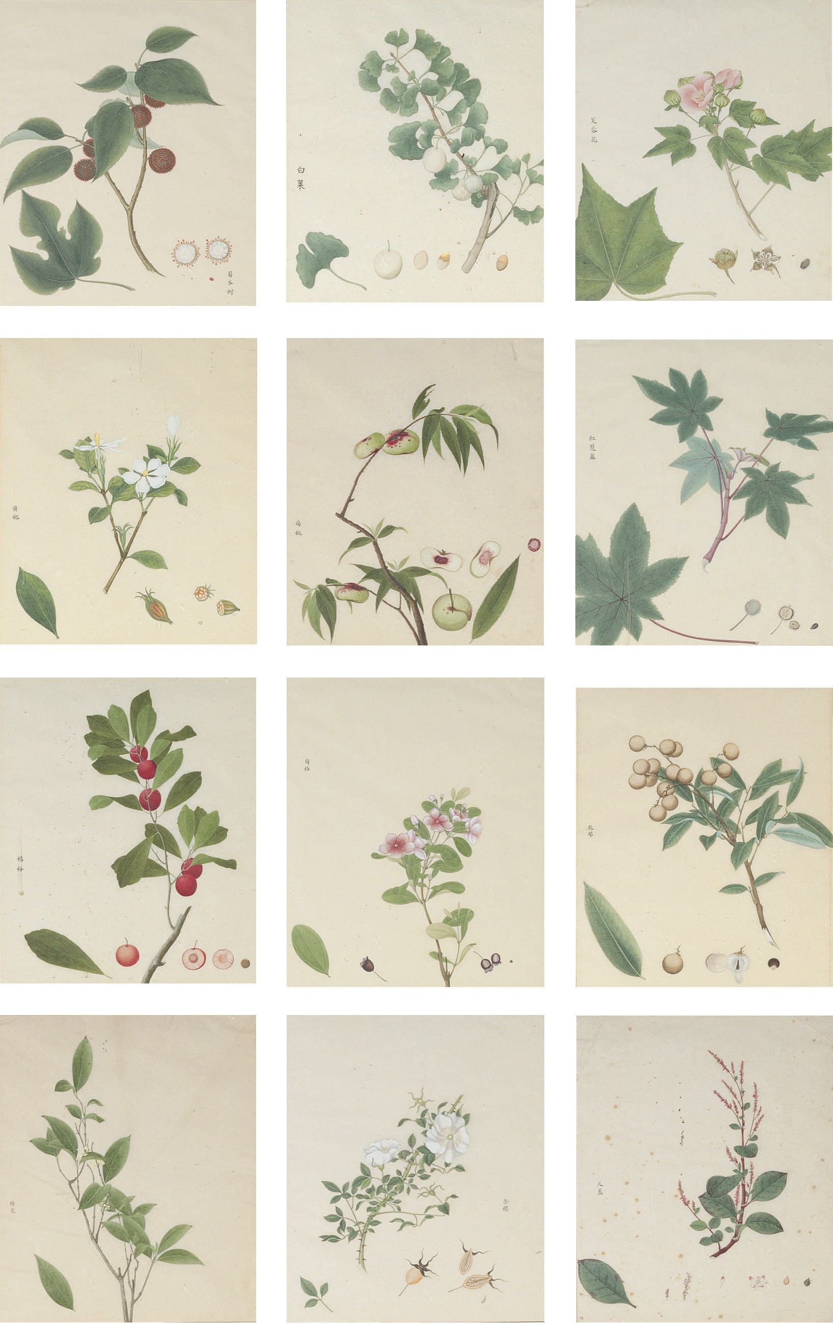 Cantonese Artist, circa 1778