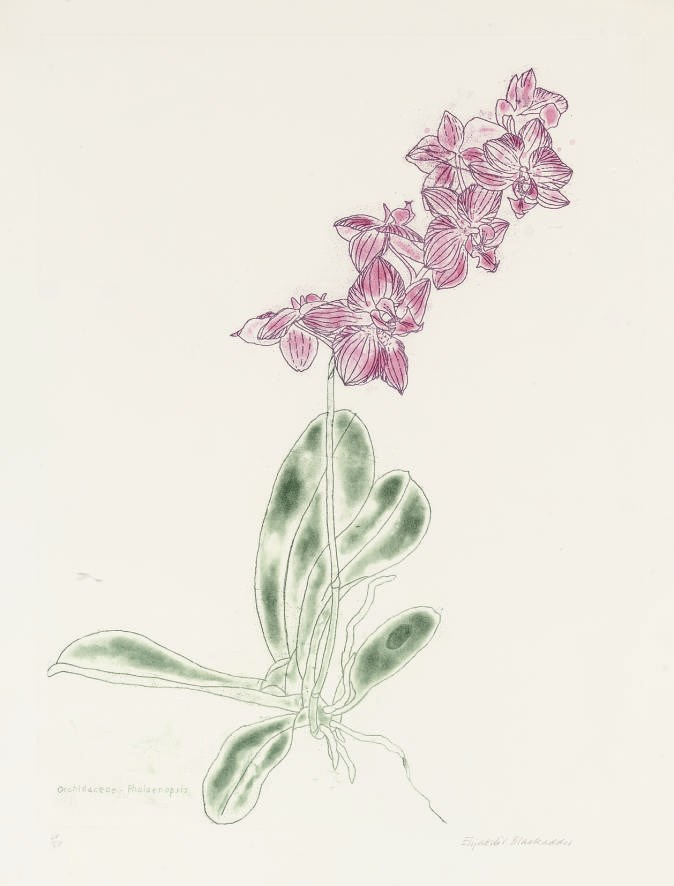 Elizabeth Blackadder (B. 1931)