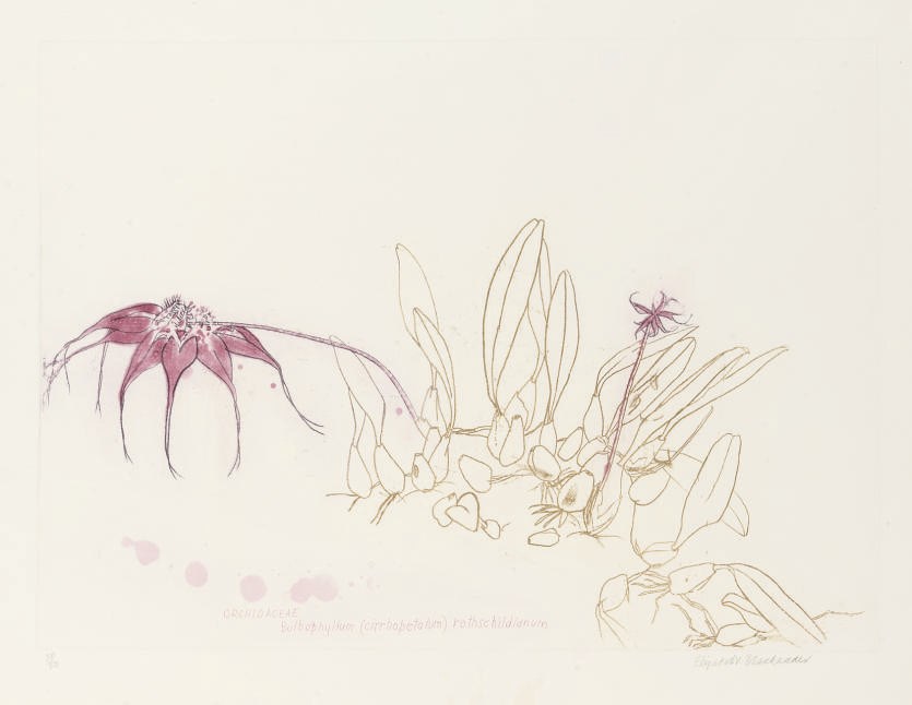 Elizabeth Blackadder (B. 1931)