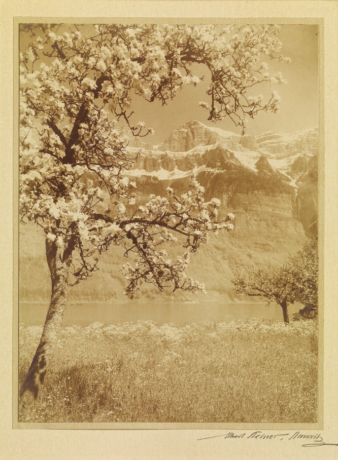 ALBERT STEINER (1877-1965)