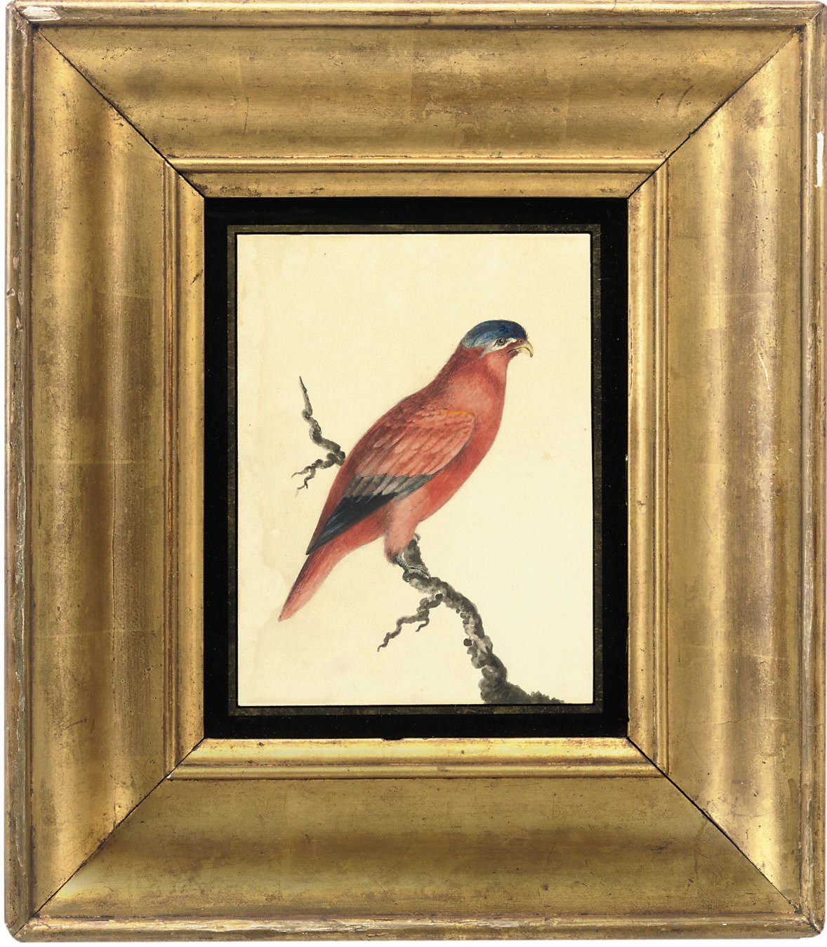 Attributed to John William Lewin (1770-1819)