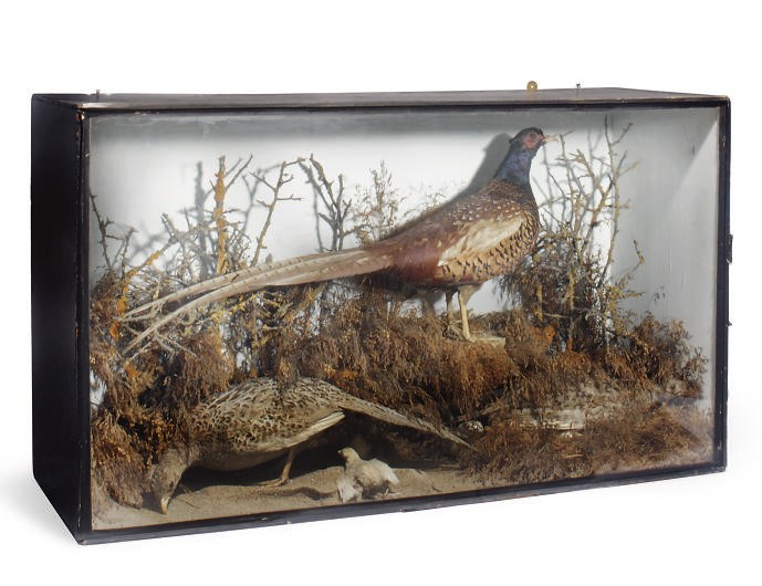 A VICTORIAN GLAZED CASE OF TWO PHEASANTS