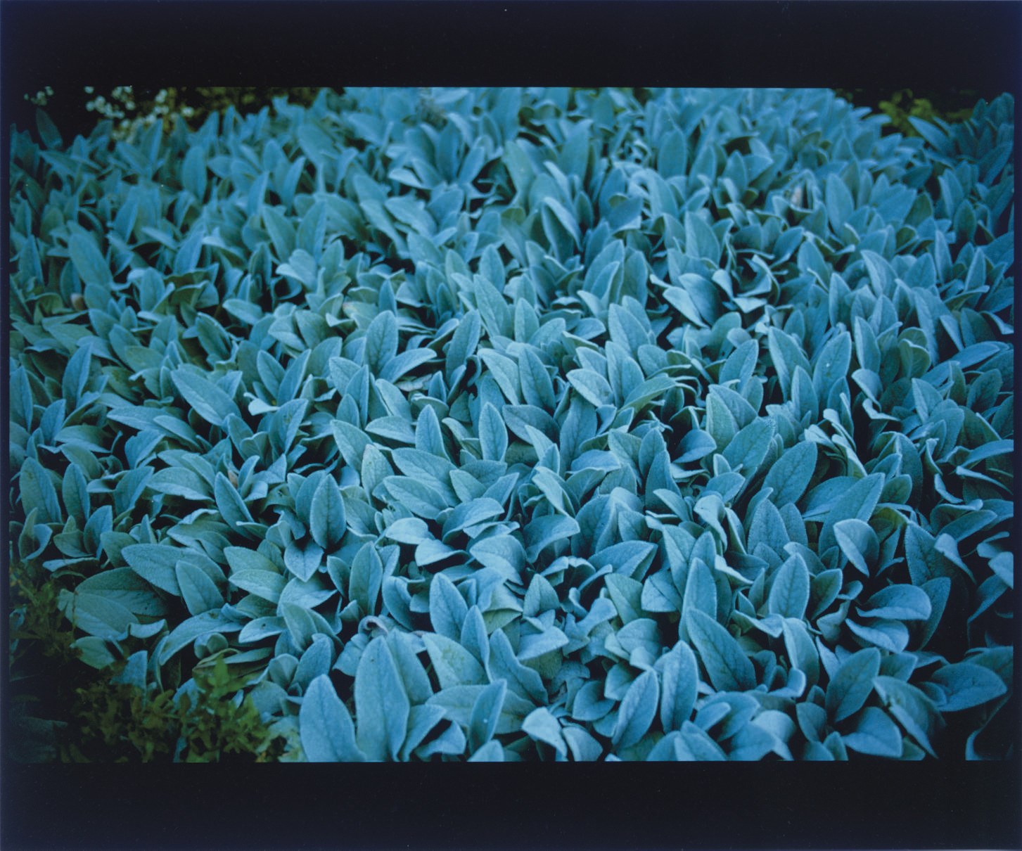 NAN GOLDIN (B. 1953)