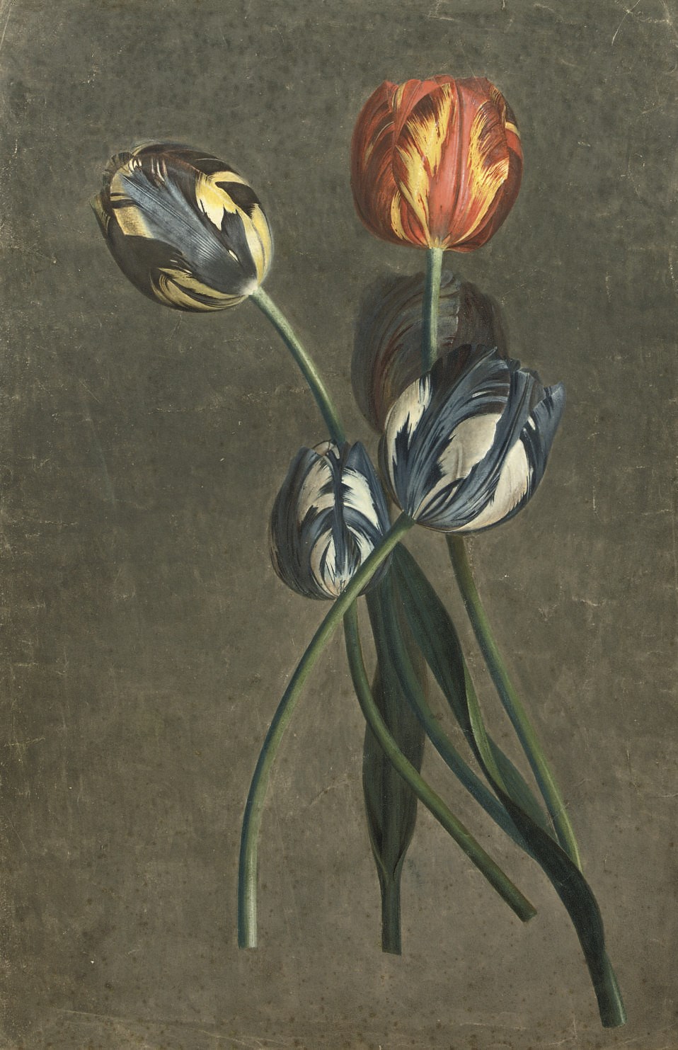 Circle of Pierre Joseph Redouté (French, 1759-1840)