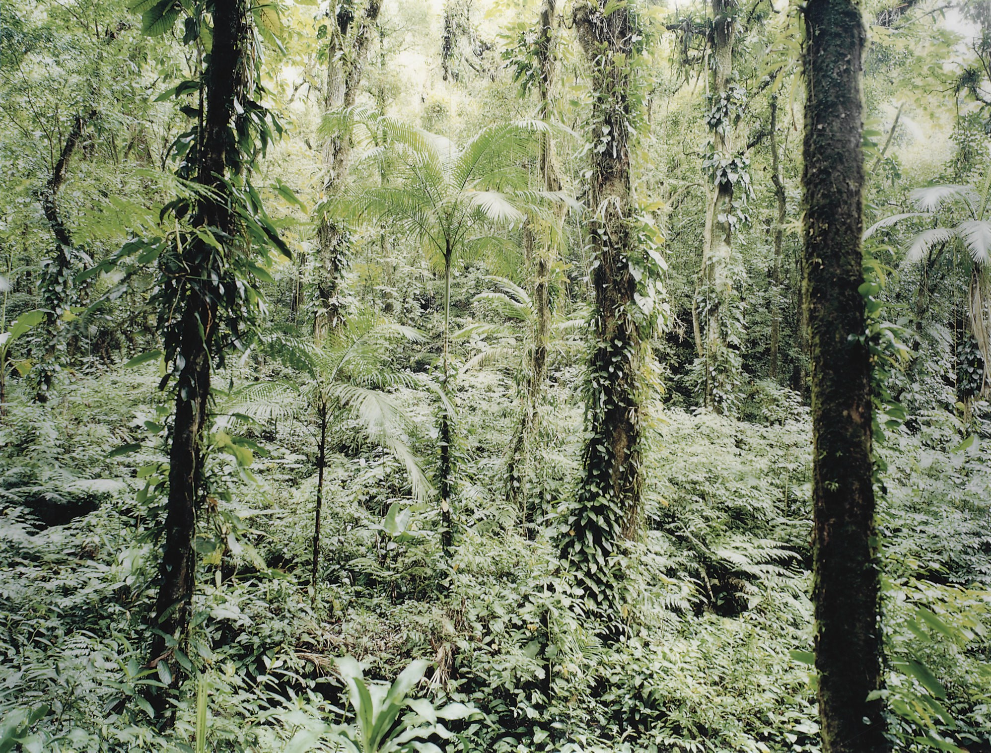 Thomas Struth (b. 1954)